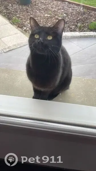 Chat noir perdu à Mamirolle - photo
