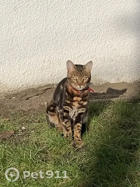 Chat Bengal Perdu - Saint-Leu - photo