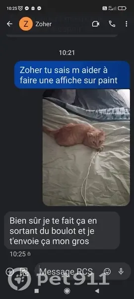 Chat roux tigré perdu à Loos - photo