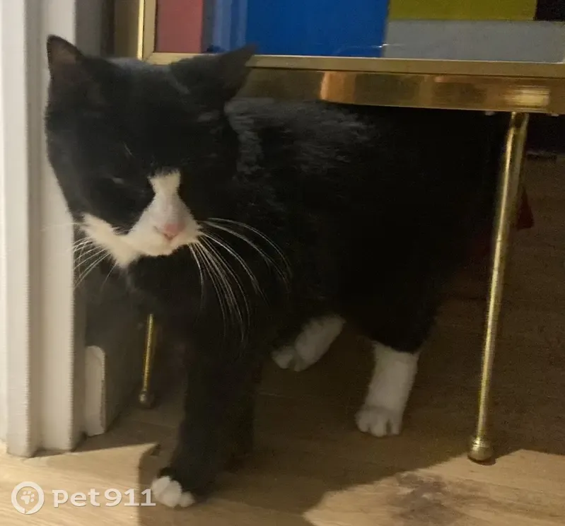 Chat noir et blanc perdu - photo