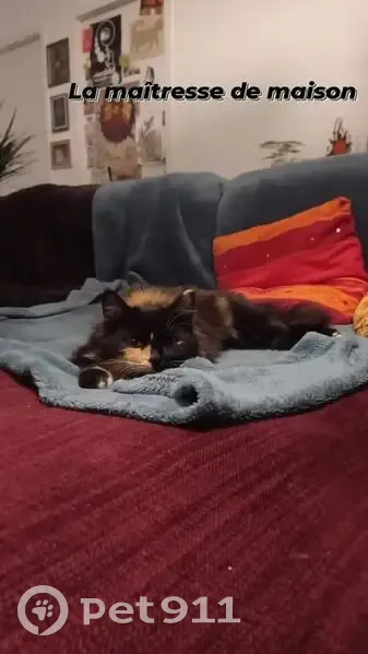 Olympe, chat sociable perdu - photo