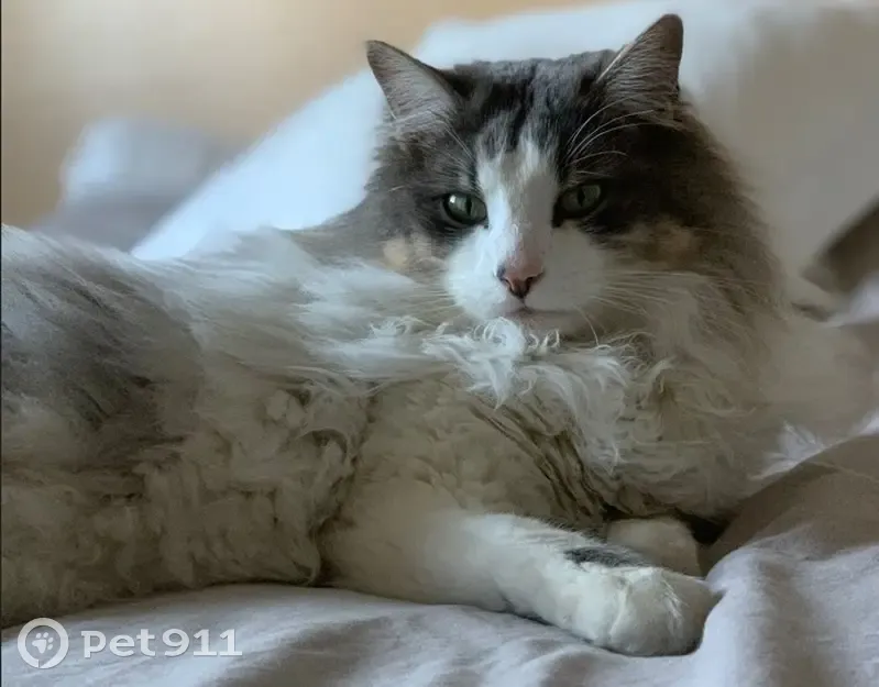 Chat Sibérien perdu à Pessac - photo
