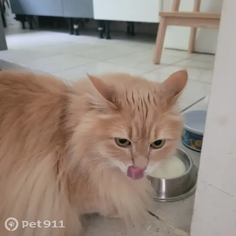 Chat roux perdu à La Ferrière - photo