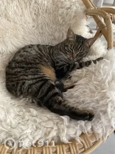 Gary, chat tigré perdu à Bagnolet - photo