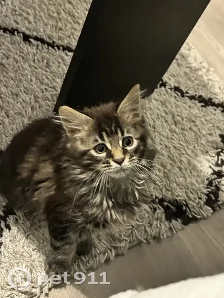 Chaton Uline perdu à Alès - photo