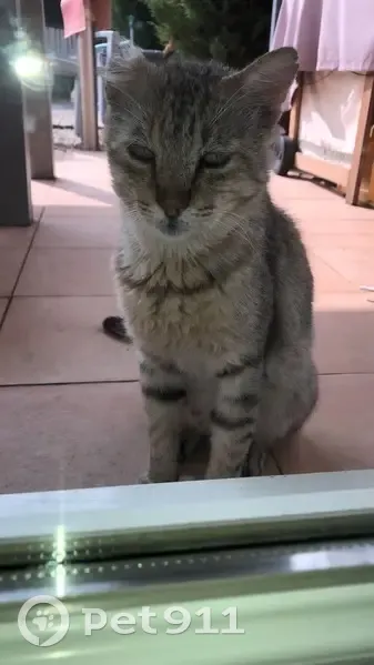 Chat Tyson perdu à La Roquette - photo