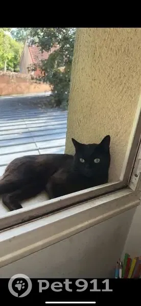 Chat noir perdu à Corbeil-Essonnes - photo