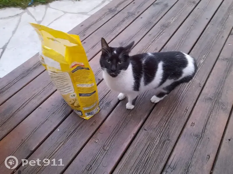 Chatte perdue, câline, queue coupée - photo