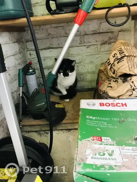 Chat jeune mâle trouvé à Maromme - photo