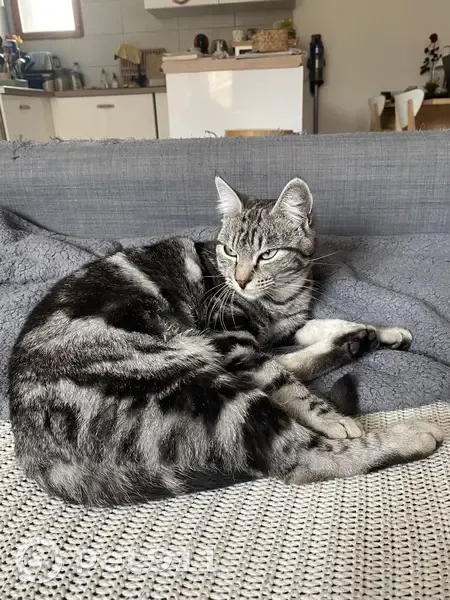 Chat doux trouvé à Courthézon - photo