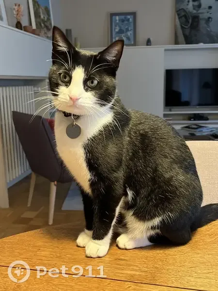 Chat noir et blanc perdu: Domino - photo