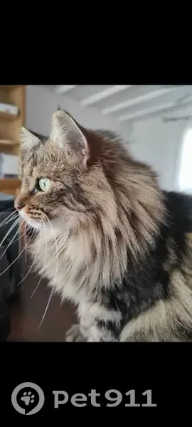 Chatte Fripouille disparue - photo