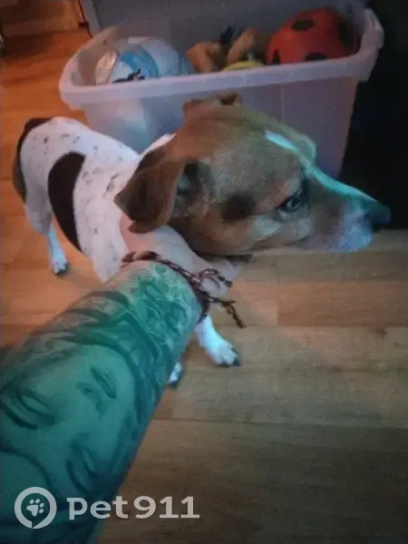 Chien perdu retrouvé à Rennes - photo