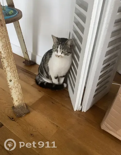 Chat tigré perdu à Challans - photo