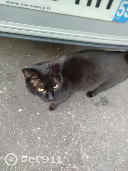 Chat sociable trouvé à Nancy - photo