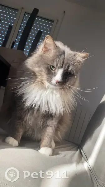Chat Symba perdu près de Morlaix - photo