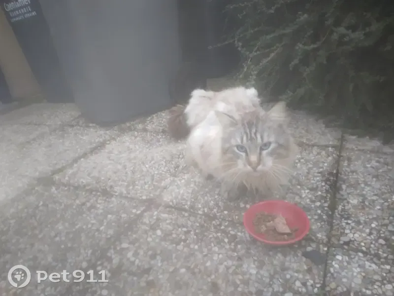 Maine Coon gris perdu à Ouistreham - photo