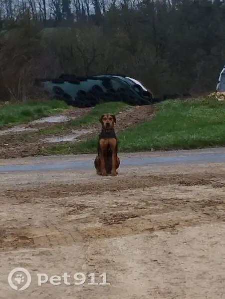 Alerte: Deux chiens perdus! - photo