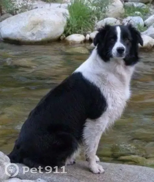 Border Collie perdu à Perpignan - photo