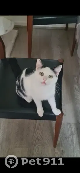 Chat au moignon perdu à Metz - photo