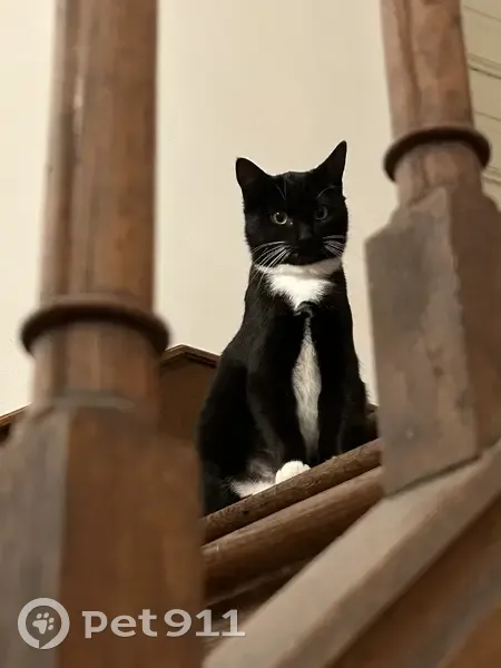 Chatte Luna disparue à Saint-Jean - photo
