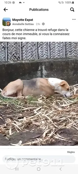 Chien perdu retrouvé à Cavani - photo