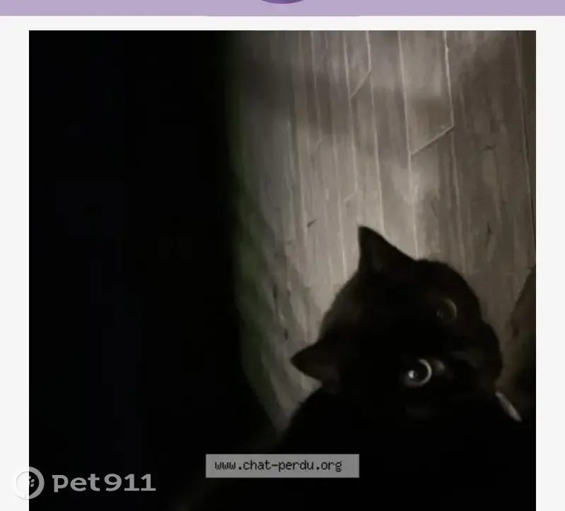 Chatte noire aux yeux verts trouvée - photo