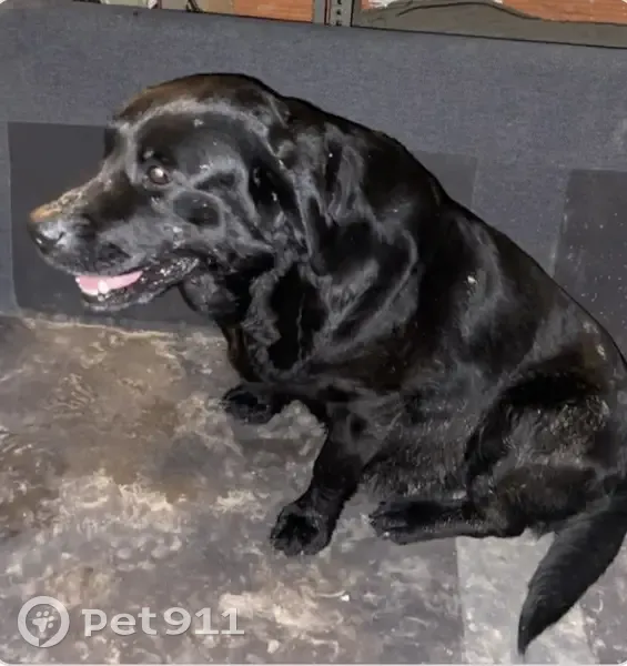 Labrador noir perdu retrouvé - photo