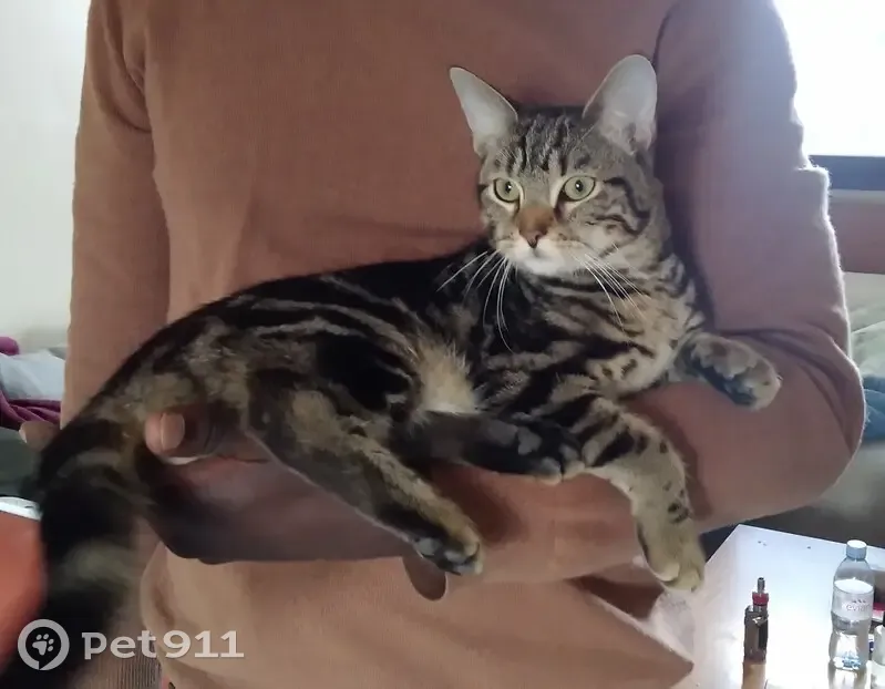 Chat marbré trouvé à Sevran - photo