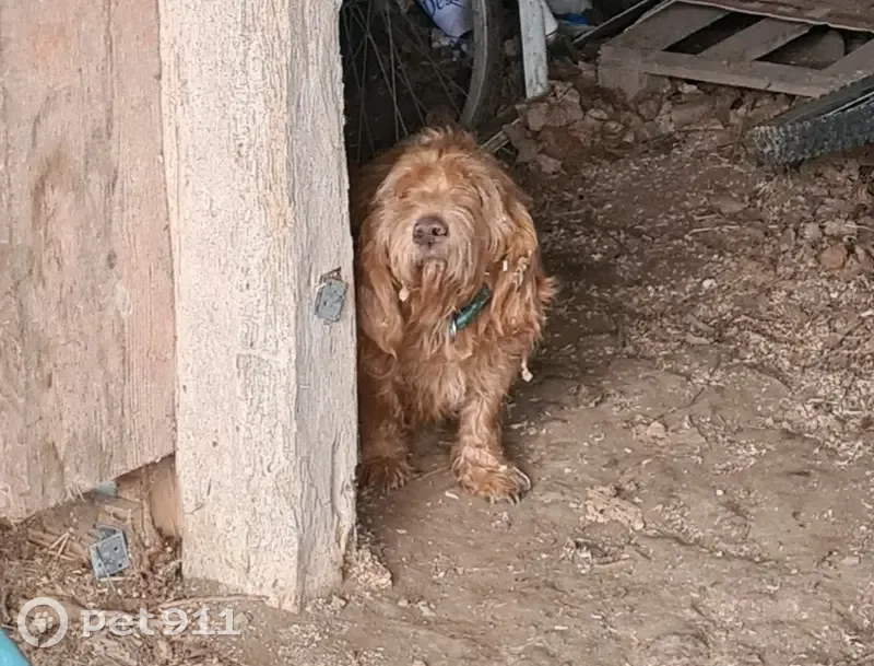 Chien âgé orange perdu à Les Aspres - photo