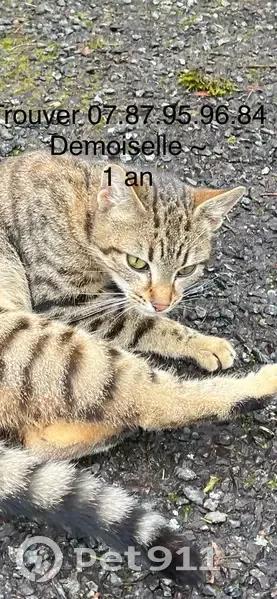 Chat tacheté sociable trouvé à Blain - photo