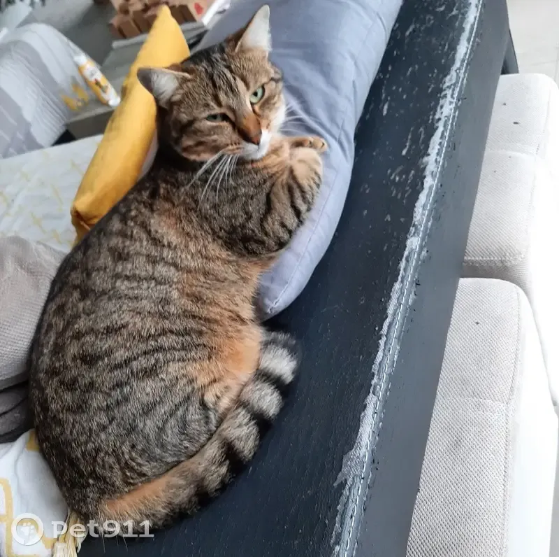 Chatte perdue à La Vicomté-sur-Rance - photo