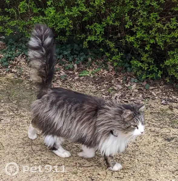 Chat gris-blanc perdu à Sèvremont - photo
