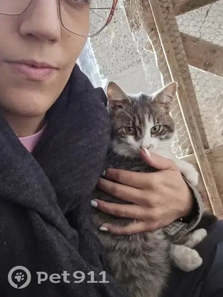 Chaton tigré trouvé à Thiers - photo