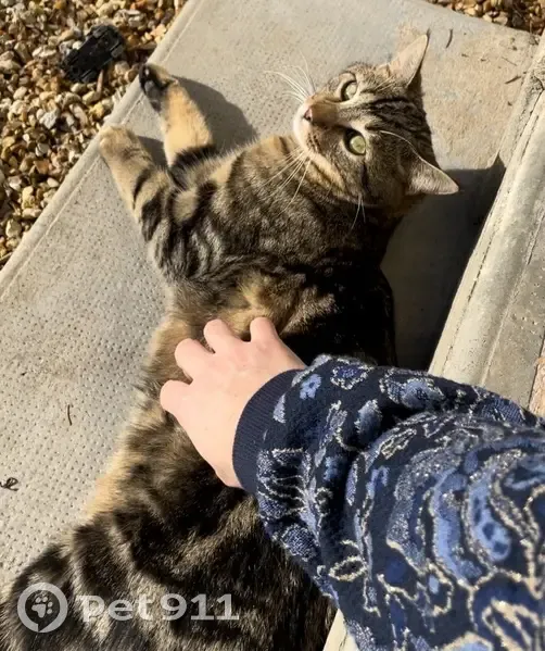 Chat tigré perdu à Dreux - photo