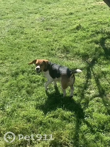 Beagle perdu à Cordemais #86 - photo