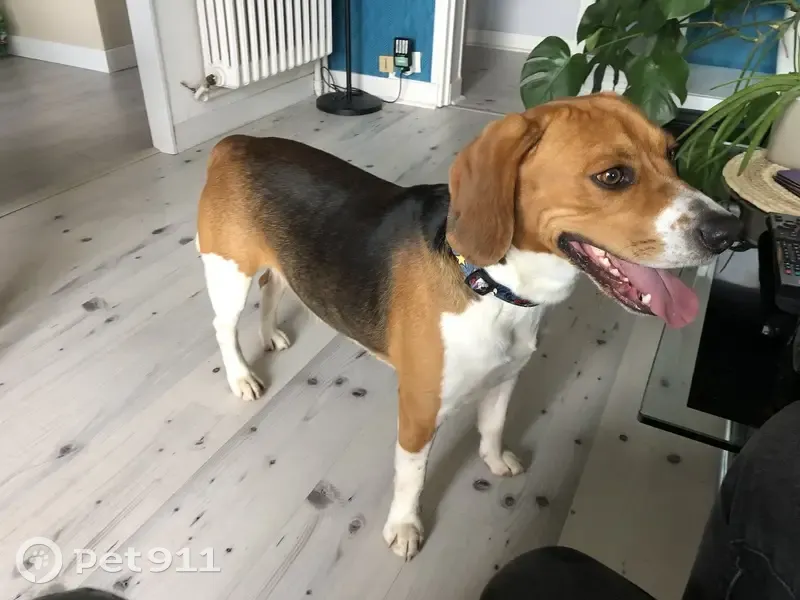 Beagle mâle sociable trouvé à Saint-Lô - photo