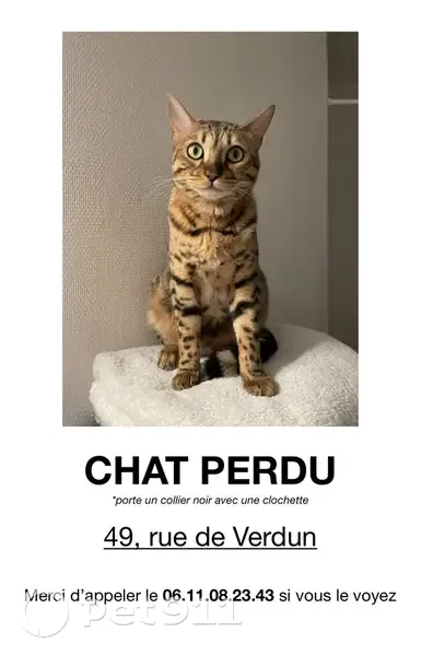 Anakin, chat perdu à Suresnes - photo