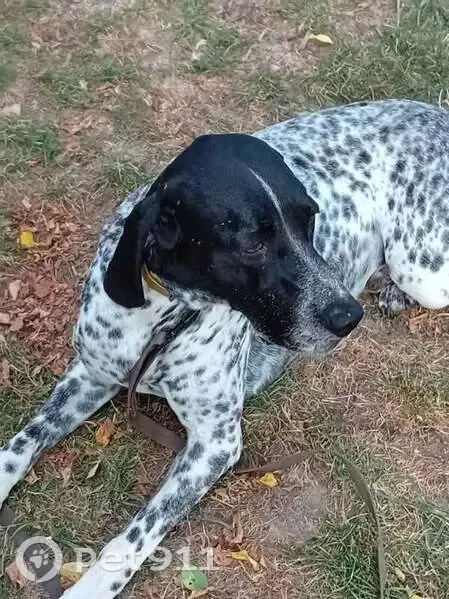 Chien Braque d'Auvergne Perdu - photo