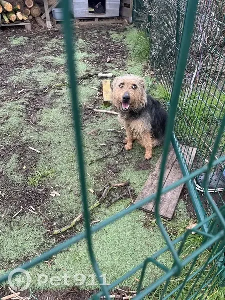 Chien perdu à Brissac retrouvé - photo