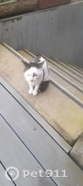 Chat trouvé à Rennes, Rue Rouault - photo