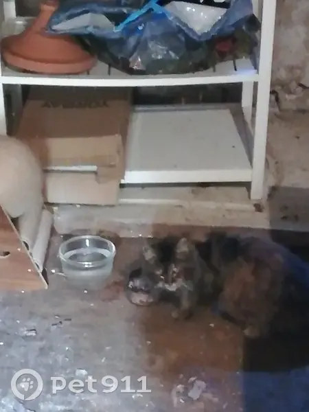 SOS pour chat malade en détresse - photo