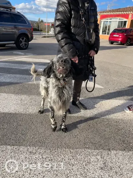 Chien perdu au Geko, Velaux - photo