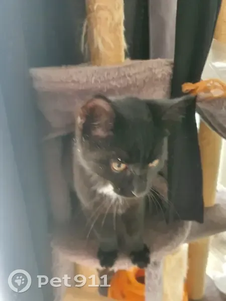 Chaton trouvé à Ivry-sur-Seine - photo