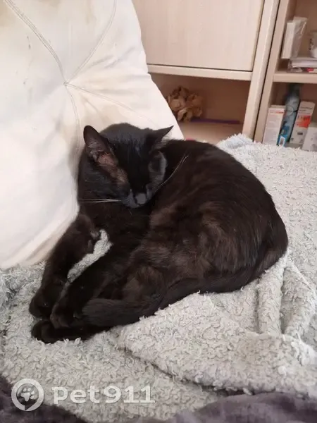 Chat noir taché trouvé à Chambray - photo