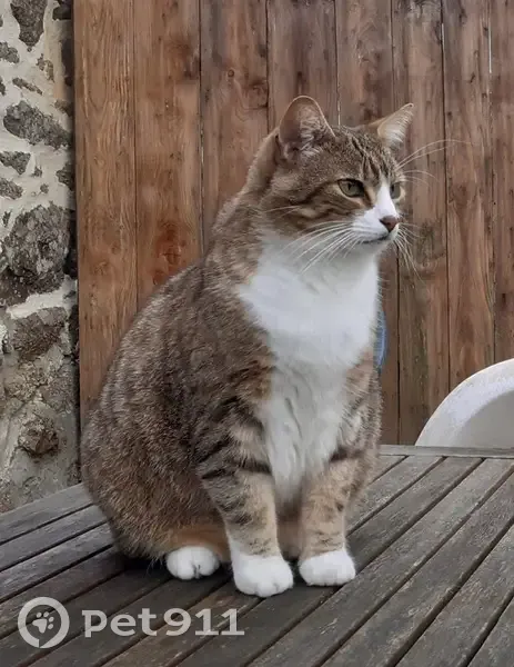 Chat perdu à Saint-Fraimbault - photo