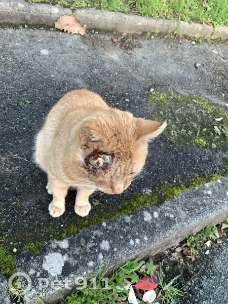 Chat blessé trouvé à Trélazé - photo
