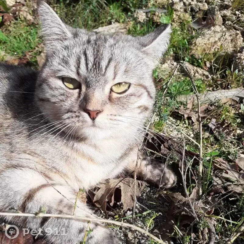 Chat tigré perdu à Saint-Méloir - photo