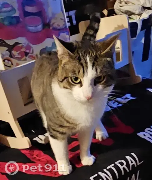 Chat tigré sociable trouvé à Germond - photo