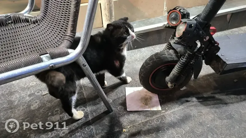 Chat blessé récurrent à sauver - photo